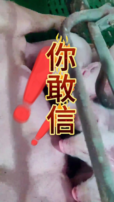 小猪抢不到奶，干瘦不长肉？成活率总上不去？😭
自从用上南商农科这款仔猪补奶机，再也没这烦恼！
✅ 一键设置下料参数，新手也能上手
✅ 恒温补奶，小猪抢着喝，长势超均匀
从车间精工组装到猪场落地使用，每