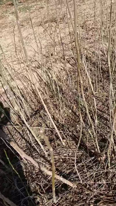 出售臭椿苗，巨峰葡萄苗。药用连翘苗，科研五号优质种苗，2/5年苗，药用连翘树，挂果树，全国包邮到家！财富密码18534302961