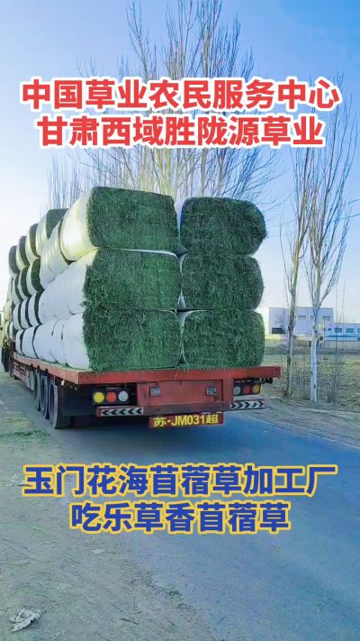 中国苜蓿草原产地批发苜蓿草 甘肃玉门胜陇源草业。18293765000