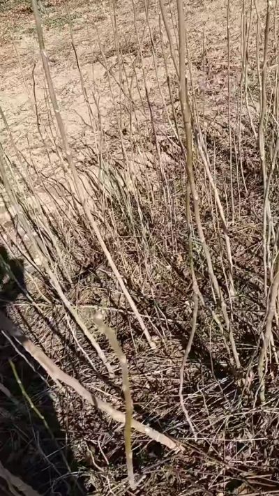 出售臭椿苗，巨峰葡萄苗。药用连翘苗，科研五号优质种苗，2/5年苗，药用连翘树，挂果树，全国包邮到家！财富密码18534302961