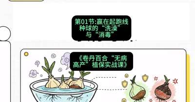 第01节：赢在起跑线&mdash;&mdash;种球的&ldquo;洗澡&rdquo;与&ldquo;消毒&rdquo;，课程：《卷丹百合&ldquo;无病高产&rdquo;植保实战课》#识农AI