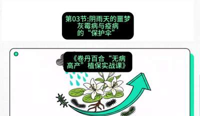 第03节：阴雨天的噩梦&mdash;&mdash;灰霉病与疫病的&ldquo;保护伞&rdquo;，课程：《卷丹百合&ldquo;无病高产&rdquo;植保实战课》#识农AI