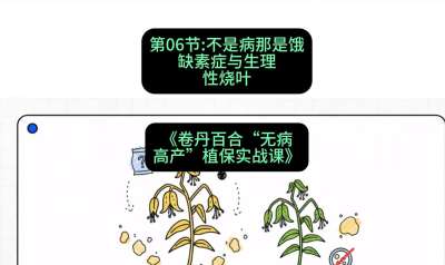 第06节：不是病那是饿&mdash;&mdash;缺素症与生理性烧叶 ，课程：《卷丹百合&ldquo;无病高产&rdquo;植保实战课》#识农AI