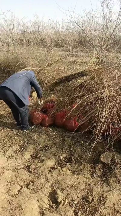 出售药用连翘苗，科研五号优质种苗，2/5年苗，药用连翘树，挂果树，全国包邮到家！财富密码18534302961出售药用连翘苗，科研五号优质种苗，2/5年苗，药用连翘树，挂果树，全国包邮到家！财富密码1