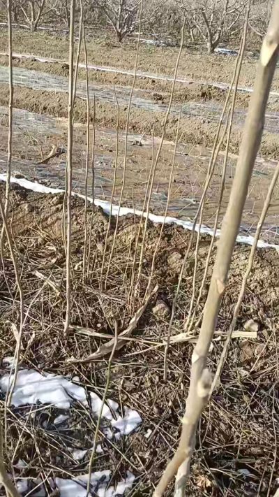 臭椿苗，一年苗，需要联系我，全国包邮到家。18534302961