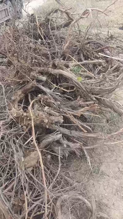 巨峰葡萄树，地径3/6公分，需要联系