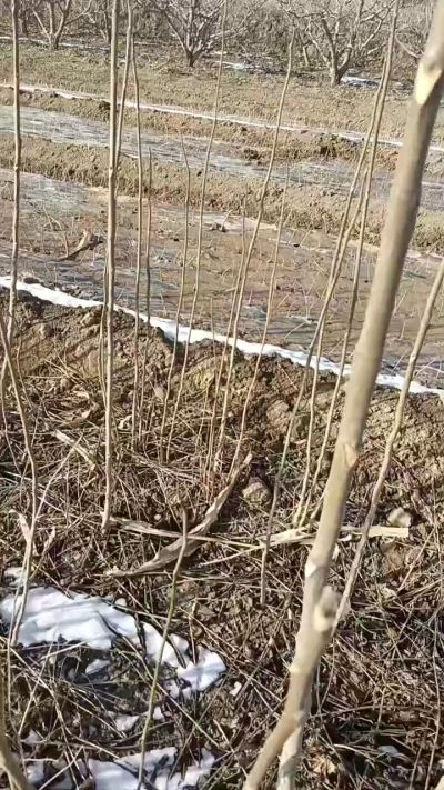 出售臭椿苗，巨峰葡萄苗。药用连翘苗，科研五号优质种苗，2/5年苗，药用连翘树，挂果树，全国包邮到家！财富密码18534302961