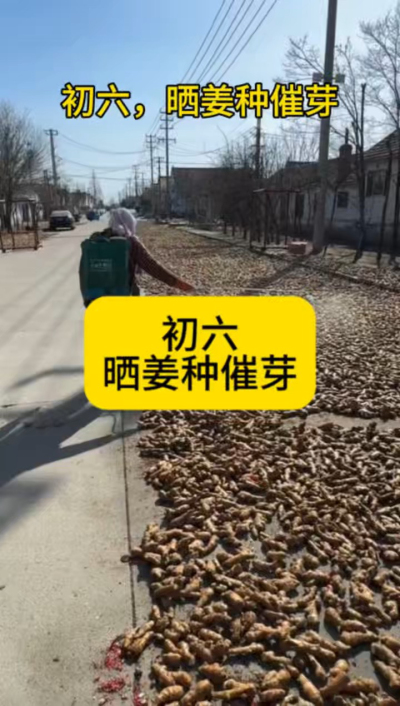 大年初六，晒姜种催芽