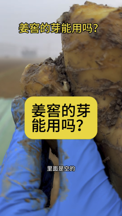 姜窖的芽能用吗？