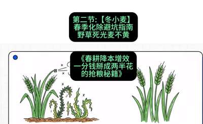第二节：【冬小麦】春季化除避坑指南，野草死光麦不黄