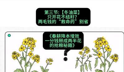 第三节：【冬油菜】只开花不结籽？两毛钱的&ldquo;救命药&rdquo;别省