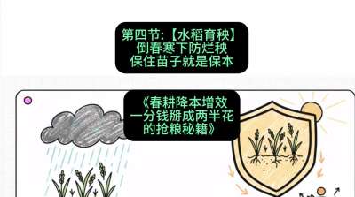 第四节：【水稻育秧】倒春寒下防烂秧，保住苗子就是保本