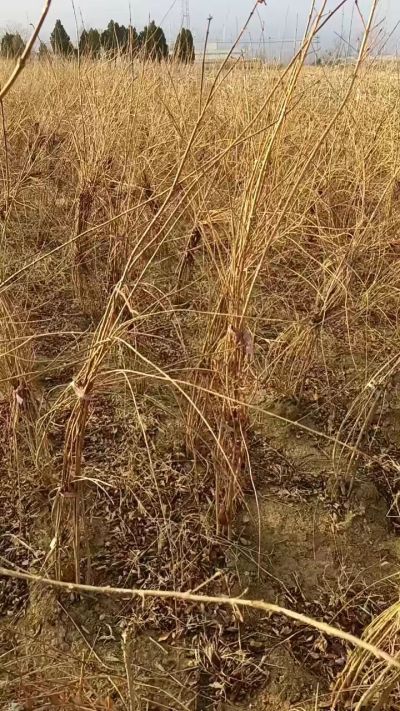 出售药用连翘苗，科研五号优质种苗，2/5年苗，药用连翘树，挂果树，全国包邮到家！财富密码18534302961出售药用连翘苗，科研五号优质种苗，2/5年苗，药用连翘树，挂果树，全国包邮到家！财富密码1