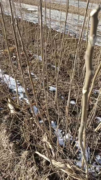 出售臭椿苗，巨峰葡萄苗。药用连翘苗，科研五号优质种苗，2/5年苗，药用连翘树，挂果树，全国包邮到家！财富密码18534302961