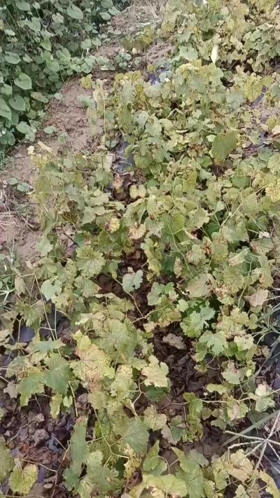 出售巨峰葡萄苗。药用连翘苗，科研五号优质种苗，2/5年苗，药用连翘树，挂果树，全国包邮到家！财富密码18534302961