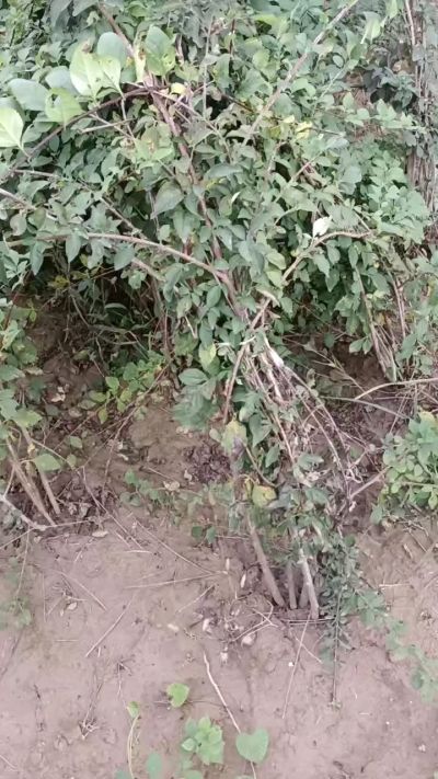 出售药用连翘苗，科研五号优质种苗，2/5年苗，药用连翘树，挂果树，全国包邮到家！财富密码18534302961