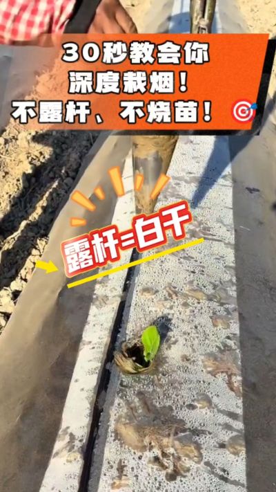 这个栽法太关键了！深栽是烤烟成活的根本，亲测有效！