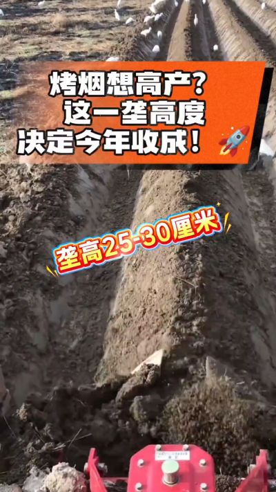 想让烤烟高产，就得从细节抓起。分享一点实打实的干货，只为帮大家少走弯路，种出好烟叶！🌱👍