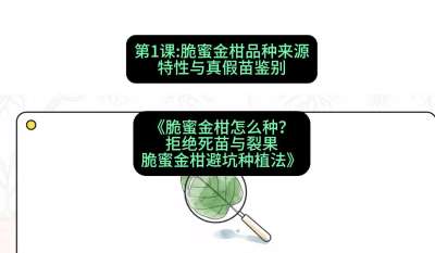 第1节：脆蜜金柑品种来源、特性与真假苗鉴别，课程：《脆蜜金柑怎么种？拒绝死苗与裂果，脆蜜金柑8步避坑种植法》#识农AI