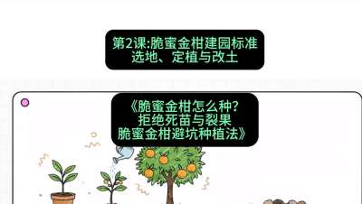 第2节：脆蜜金柑建园标准：选地、定植与改土，课程：《脆蜜金柑怎么种？拒绝死苗与裂果，脆蜜金柑8步避坑种植法》#识农AI