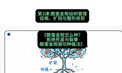 第3节：脆蜜金柑幼树管理：促根、扩冠与整形修剪，课程：《脆蜜金柑怎么种？拒绝死苗与裂果，脆蜜金柑8步避坑种植法》#识农AI