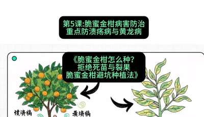 第5节：脆蜜金柑病害防治：重点防溃疡病与黄龙病，课程：《脆蜜金柑怎么种？拒绝死苗与裂果，脆蜜金柑8步避坑种植法》#识农AI