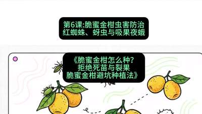 第6节：脆蜜金柑虫害防治：红蜘蛛、蚜虫与吸果夜蛾，课程：《脆蜜金柑怎么种？拒绝死苗与裂果，脆蜜金柑8步避坑种植法》#识农AI