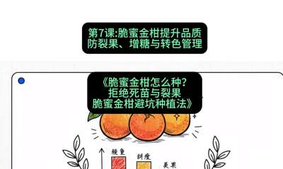 第7节：脆蜜金柑提升品质：防裂果、增糖与转色管理，课程：《脆蜜金柑怎么种？拒绝死苗与裂果，脆蜜金柑8步避坑种植法》#识农AI