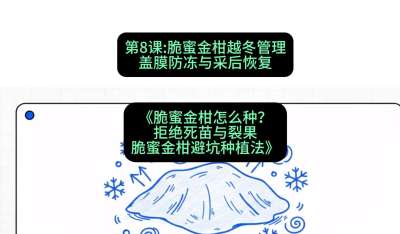 第8节：脆蜜金柑越冬管理：盖膜防冻与采后恢复，课程：《脆蜜金柑怎么种？拒绝死苗与裂果，脆蜜金柑8步避坑种植法》#识农AI