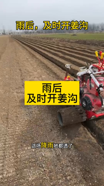 雨后，及时开姜沟！