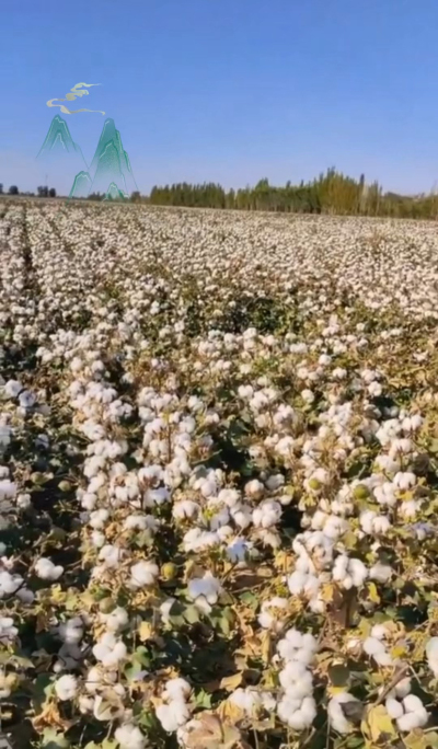 澳棉王霸棉，一定要种哦