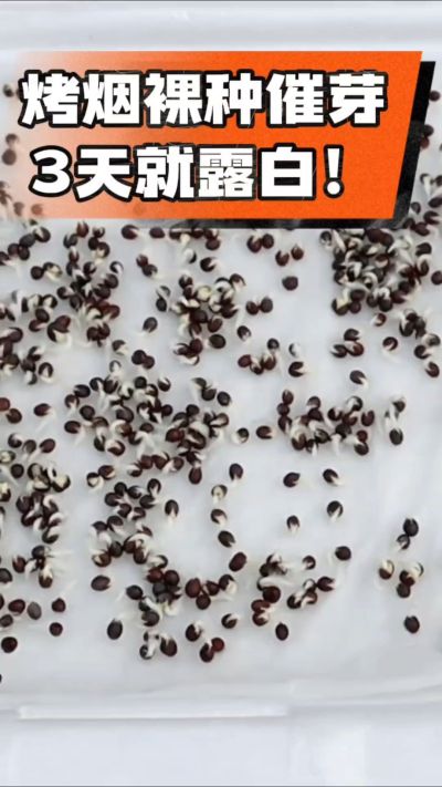 烤烟裸种催芽小技巧，清水浸泡、保温保湿，3天就能露白，出苗快又齐！烟农朋友收藏备用～