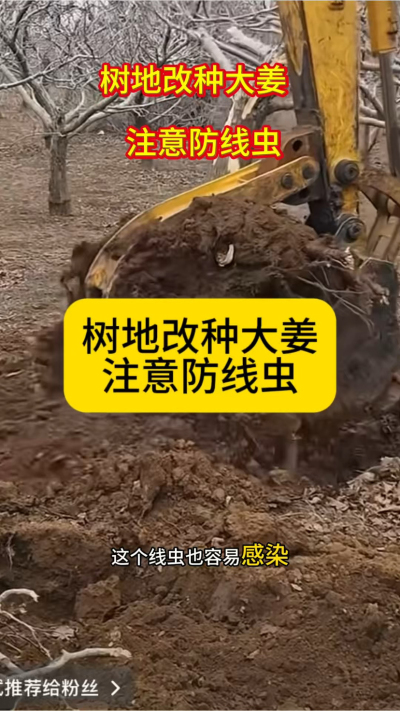 树地改种大姜，注意防线虫！