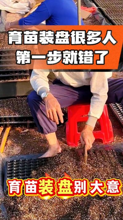 烤烟育苗基质装盘，一步做对，出苗整齐又壮苗！装盘技巧记牢，少走弯路，育苗更省心