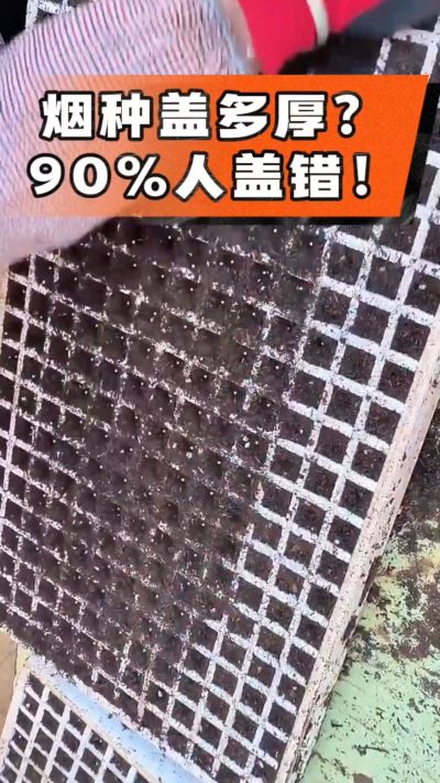 烟种盖多厚？90%烟农都盖错！薄盖才出苗齐、不闷种，烤烟育苗关键一步，照着做就对了