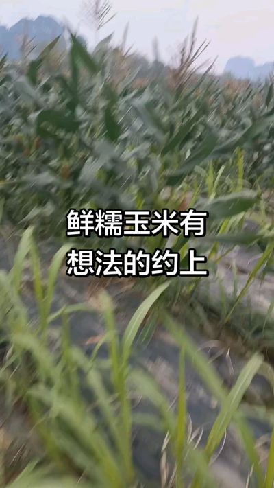 农户种植的白糯玉米大量上市，助农帮农在行动