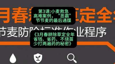 第3节：小麦救急高难案例，&ldquo;恶霸&rdquo;节节麦的最后通牒，课程：《3月春耕除草定全年：省钱、省药、不烧苗、少打两遍药的秘密》