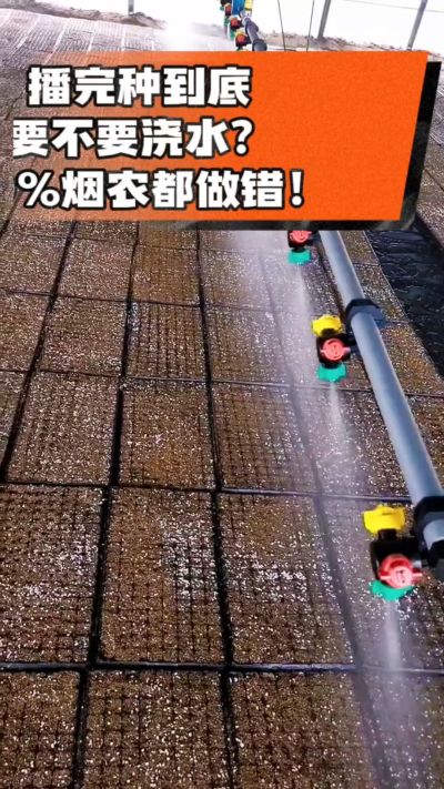 烤烟播完种一定要浇透底水，喷雾慢浇、别大水冲，盘底漏水才算到位，出苗又齐又壮！#烤烟育苗 #烤烟种植 #烟农干货 #育苗技术