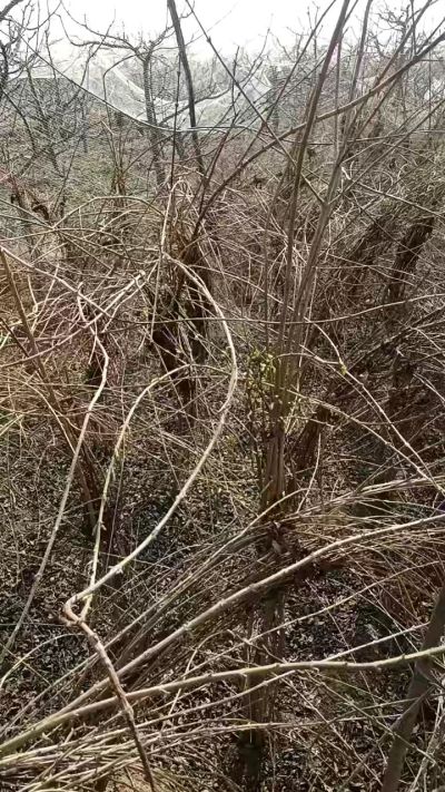 出售药用连翘苗，科研五号优质种苗，2/5年苗，药用连翘树，挂果树，全国包邮到家！财富密码18534302961