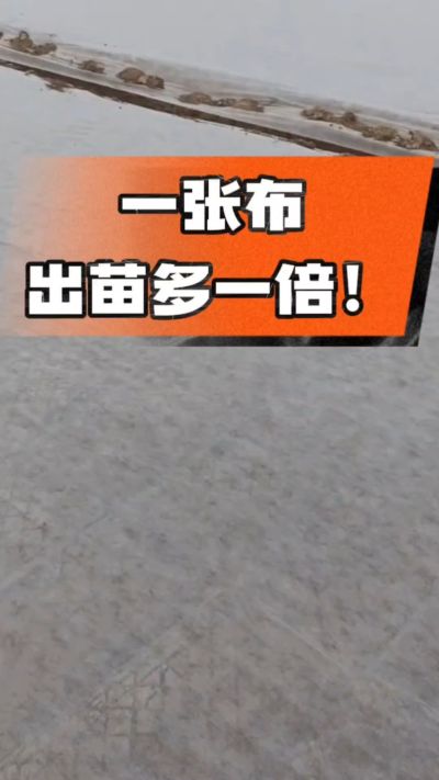 烤烟育苗盖无纺布，保温保湿出苗齐，不烂种、出苗快，烟农必备小技巧！