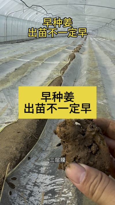 早种姜，出苗不一定早！