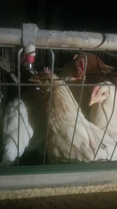 这鸡群在怪叫，怪叫的原因是痰化黏着，形成的比呼噜更重的一种呼吸道。其病因为肺中有热，热灼而痰黏，从而引起的怪叫。