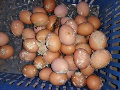 蛋禽出现肠炎拉稀，粪蛋偏多的原因