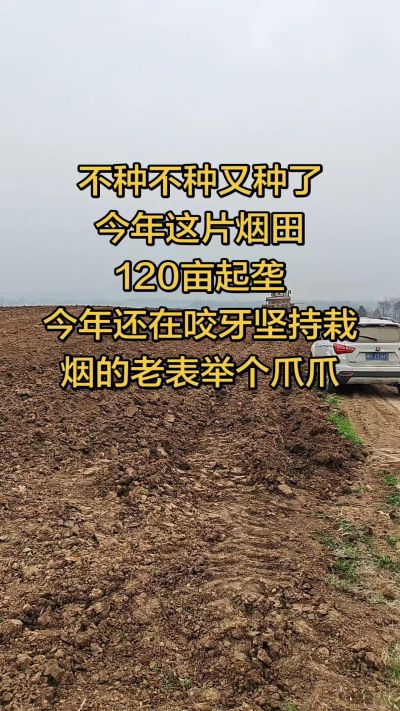 不种不种又种啦，还在咬牙坚持栽烟的老表集合啦！