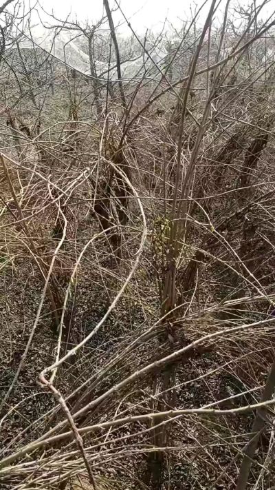 药用连翘苗，科研种苗定制树。挂果树。需要联系18534302961