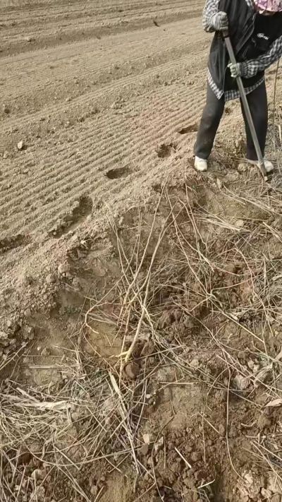 臭椿苗，一年籽播苗，地径0.5/1公分以上。需要联系18534302961