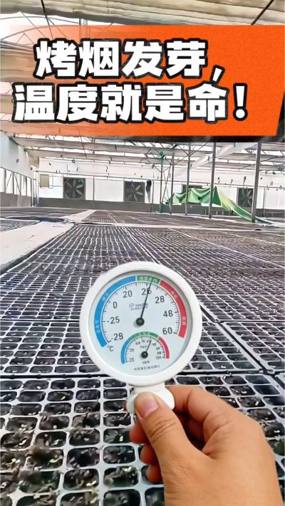 老烟农都懂：发芽温度不对，后期再管都白费！