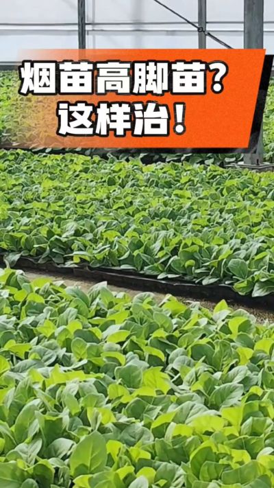 烤烟齐苗期管理关键：精准控温，防高脚苗，培育壮苗好上手！