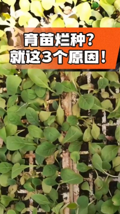 烤烟育苗烂种？3个原因讲清楚！消毒、控水、控温，做到就苗齐苗壮🔥
#烤烟育苗 #烤烟种植 #烂种防治 #烟农