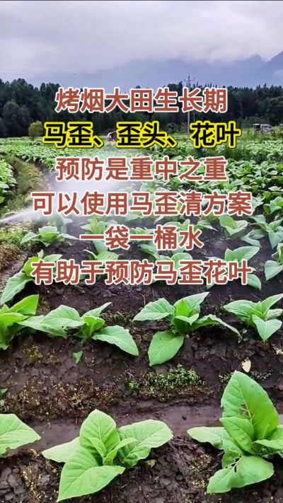烤烟大田生长期，马歪歪头花叶预防是重中之重，可以使用马歪清方案，一袋一桶水，有助于预防马歪花叶。
烤烟管理早做一步，后期少操心！#烤烟种植#烤烟管理#烤烟大田管理#烤烟病害防治
